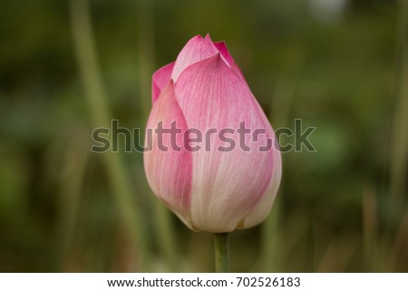 Flowers Picture:Pink lotus flower