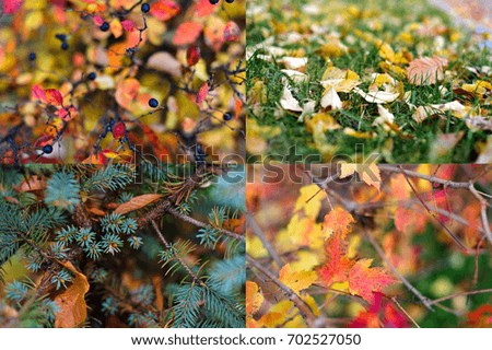 Set of four pictures: Red and orange autumn leaves blurred background. Set of 4 photos.
