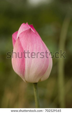 Flowers Picture:Close-Up Pink lotus flower