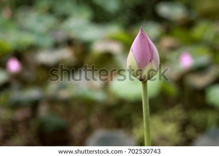 Flowers Picture:Close-Up Pink lotus flower