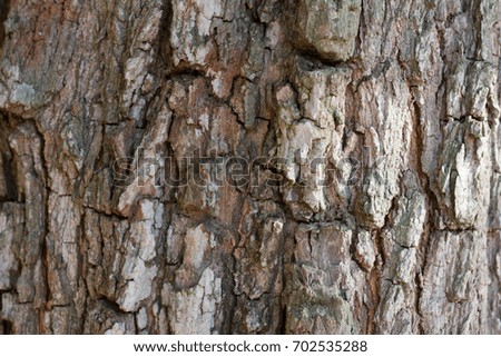 Wallpaper Picture:Background for Bark