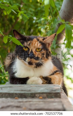 three color cat, calico cat crouching in garden