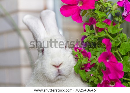 White furry big rabbit with flowers