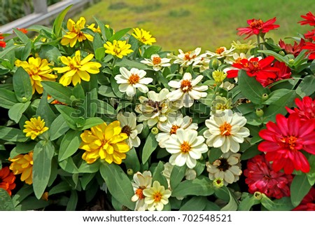 Flower plant of field