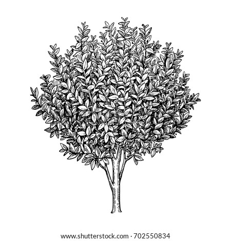 Bay laurel tree. Ink sketch isolated on white background. Hand drawn vector illustration. Retro style. Royalty-Free Stock Photo #702550834