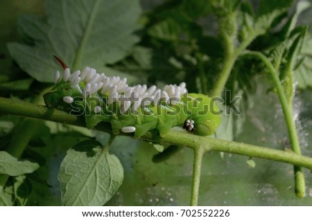 Hornworm Caterpillar and Braconid Wasp from side, full body length, darker