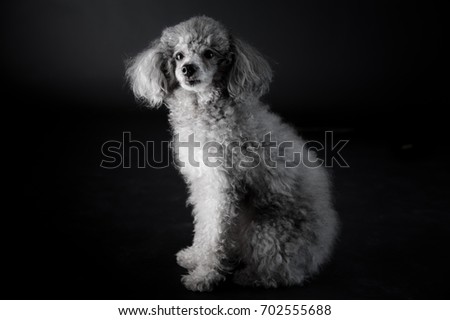 grey dog in the photography studio .It's a poodle dog.