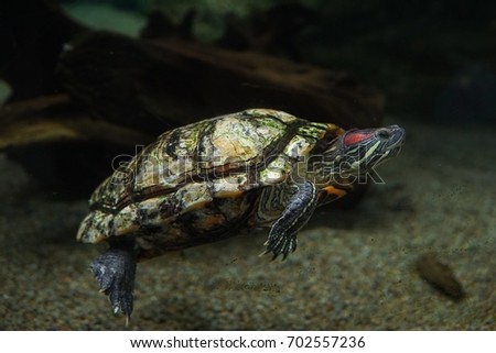 Alligator Snapping Turtle swimming in aquarium