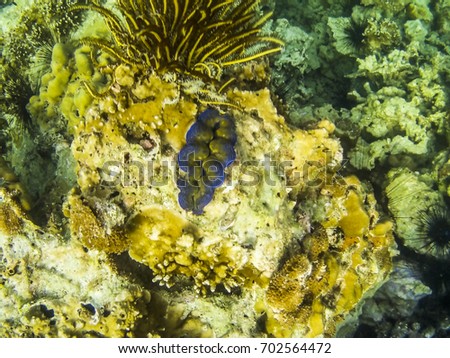 beautiful coral at andaman sea.visible noise due to high iso. soft focus,motion blur due to shoot underwater