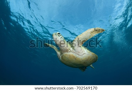 underwater photos, macro photography, sea animals
