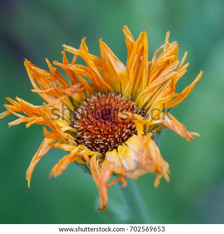 close-up of an orange flower