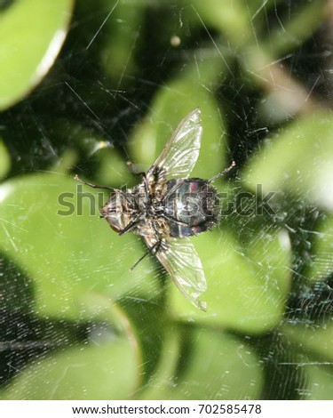 A Green Bottle Fly (Phaenicia Sericata or Lucilia Sericata) trapped in a Spider's web in Brisbane, Australia. 