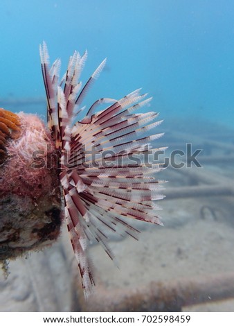 serpulid worm found within artificial reef area at Redang island, Malaysia Royalty-Free Stock Photo #702598459