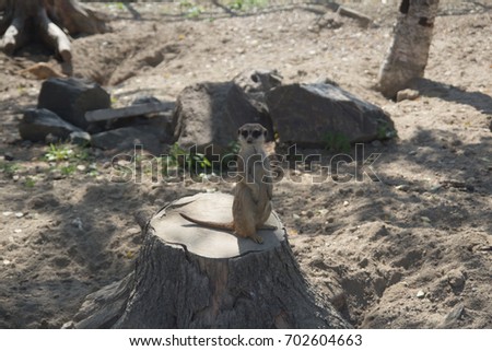 Surakat (or ferret or mink) stands on a stump stretching out on his hind legs and looks around