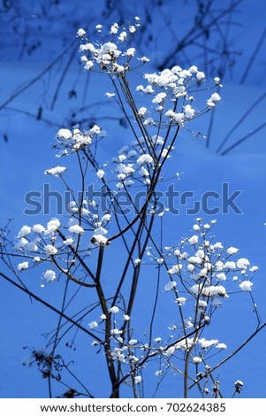 snow-covered branches of a plant on a blue winter background