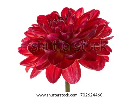 A red dahlia flower on a white background isolated.Red dahlia.