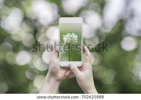 woman using smart phone to take a photo of white flower