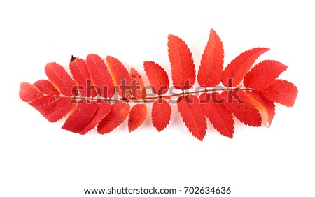 Orange autumn rowan leaves branch isolated on white background.