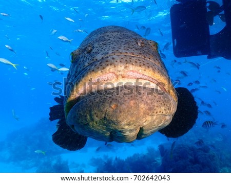 Goliath Grouper Looe Key National Park Florida Keys