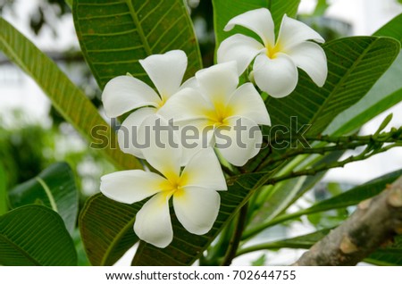 Group of yellow white flowers of Frangipani, Plumeria, Templetree on a sunny day with natural bokeh background in THAILAND