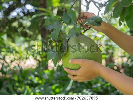 hand farmer with her pomelo fruit