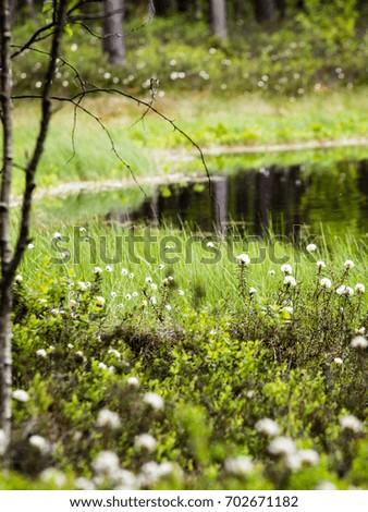 Misty morning in the woods with tree trunks and green foliage and fresh grass of spring - vertical, mobile device ready image
