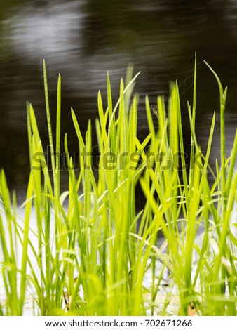 Spring first fresh green grass in the sunshine with a drop of dew. Abstract natural background - vertical, mobile device ready image