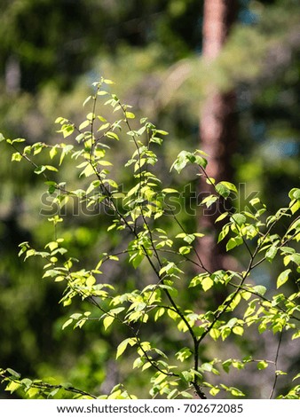 abstract green foliage background in forest with harsh shadows and fresh leaves - vertical, mobile device ready image