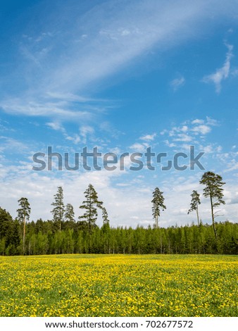 dandelion flowers and blossoms in spring blooming in natural environment - vertical, mobile device ready image