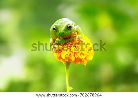 Dumpy Frogs Sitting on a Flower