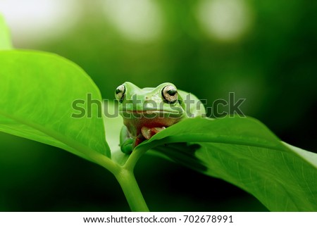 Dumpy Frogs Sitting on a leaf