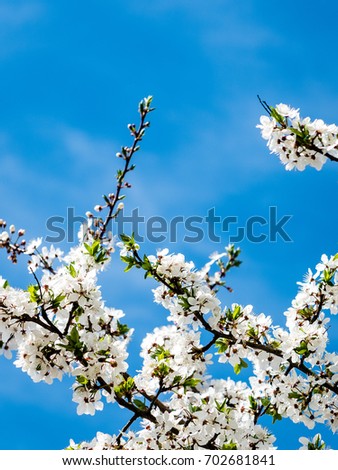 Image of lush early spring foliage - vibrant green spring fresh leaves of blooming apple tree in spring in garden - vertical, mobile device ready image