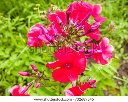 Close-up view on phlox flower against blurred background
