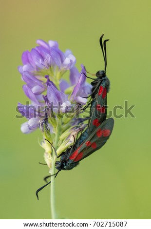 Butterfly at mating, isolated from background