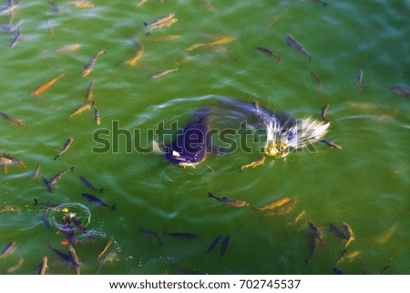 Fish catfish and ide live in ponds to cool the Chernobyl nuclear power plant. Dead radioactive zone. Consequences of the Chernobyl nuclear disaster, August 2017.
