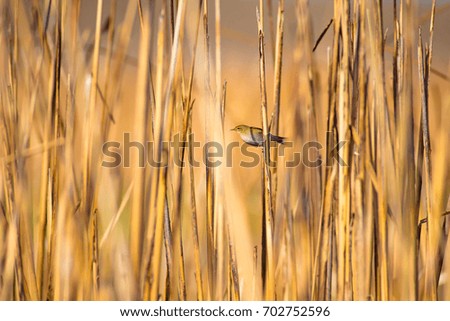 Cute bird on yellow reed. Yellow reeds background.
Willow Warbler Phylloscopus trochilus
