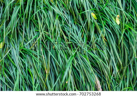 Background of a green long grass, Natural texture