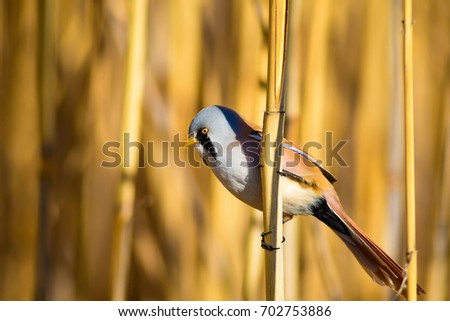 Cute bird on yellow reed. Yellow reeds background. 
Bearded Reedling / Panurus biarmicus