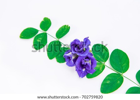 Butterfly Pea Isolated On White Background