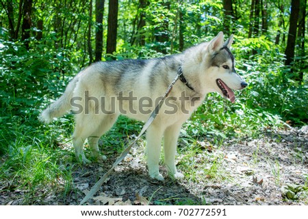 Husky in forest