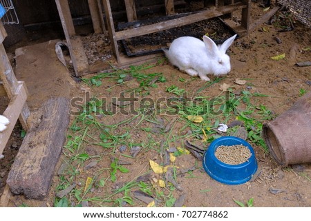 beautiful white rabbit and food on land ground