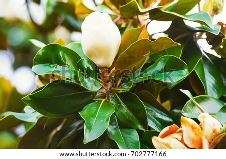 Amazing nature of white magnolia under sunlight at the middle of summer or spring day. Natural view of bright flower blooming in the garden with green leaves as a background.