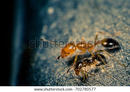Ant Queen and pioneer