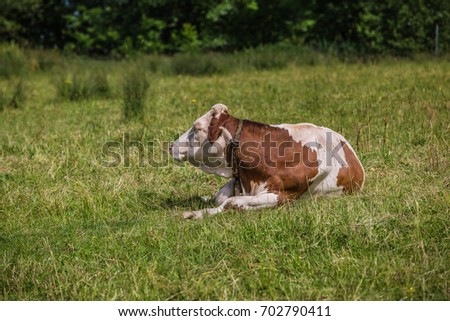 white and red cow lying on mountain field with green juicy grass. time for rest