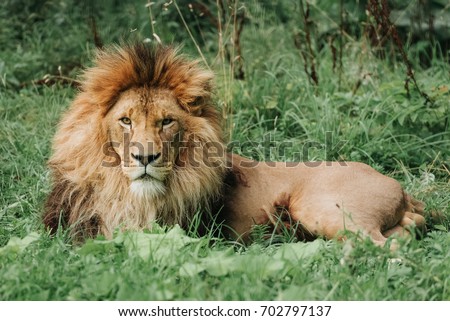 Lion male sleeping in the green grass. Royalty-Free Stock Photo #702797137