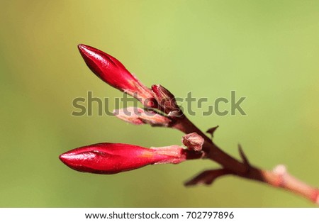 Flower Bud Royalty-Free Stock Photo #702797896