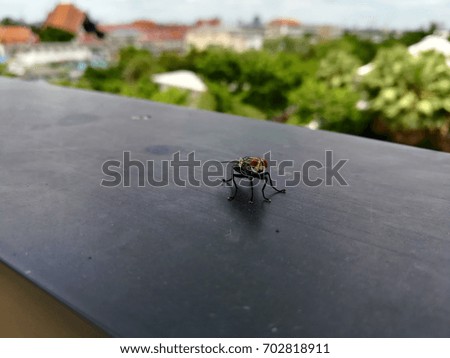 a housefly with city