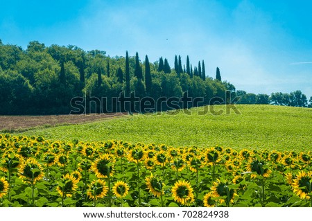 Tuscany landscape with sunflowers
