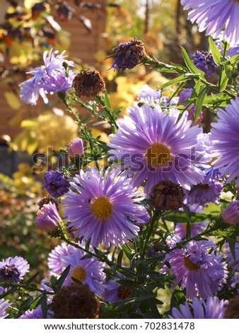 Sunny warm weather in Moscow region in autumn, blooming purple bushy aster in garden in autumn