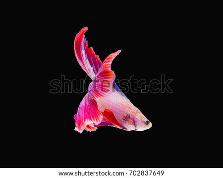 Capture of Siamese Fighting Fish or a Betta  Half moon tail fish in the isolated background.